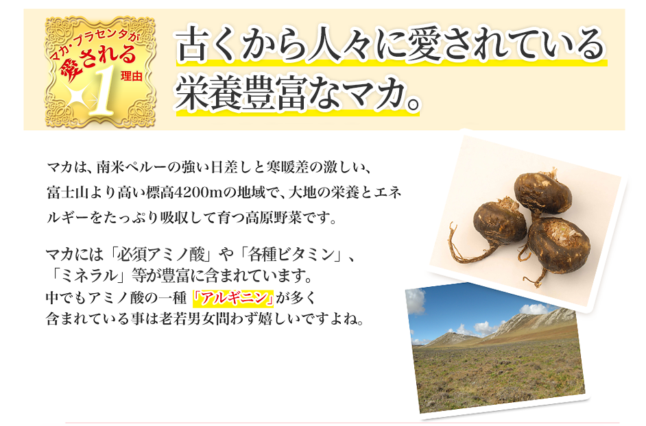 「完全食」とも言われる 栄養豊富なマカ マカは、南米ペルーの強い日差しと寒暖差の激しい。富士山より高い標高4200mの地域で、大地の栄養とエネルギーをたっぷり吸収して育つ高原野菜です。 マカには「必須アミノ酸」や「ミネラル」等が豊富に含まれており、からだのバランスを整えることで有名です。中でもアミノ酸の一種「アルギニン」が多く含まれていることは老若男女問わず嬉しいですよね。栄養バランスの素晴らしさが「完全食」と言われているほどです! また、マカは女性ホルモンを整える働きがあると言わ
れており、妊娠したい方やホルモンバランスの不安定な方にも注目され始めています。